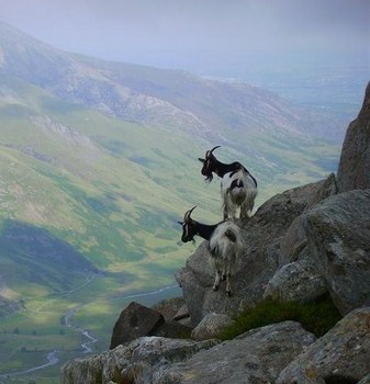 tryfan-goats.jpg